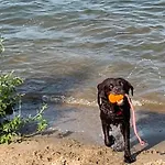 Frieda Am See, Naehe Arnheim * Lathum